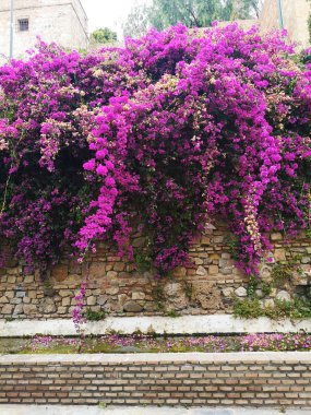 Bahçedeki taş duvarda asılı duran güzel leylak çiçekleri.