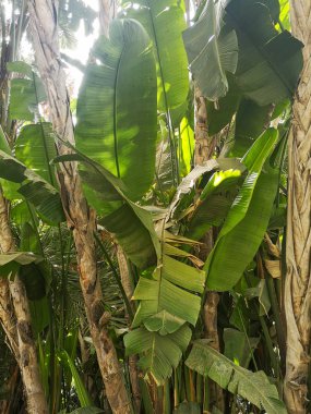 Işık, tropikal yeşil bir palmiye yaprağından gelir.