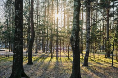 Güneşli bir günde çam ağaçları, çam ağaçları ve huş ağaçları olan güzel bir çam ağacı parkı. Sert gölgeler ve güneş ışığı, bir sürü yeşil ağaç..