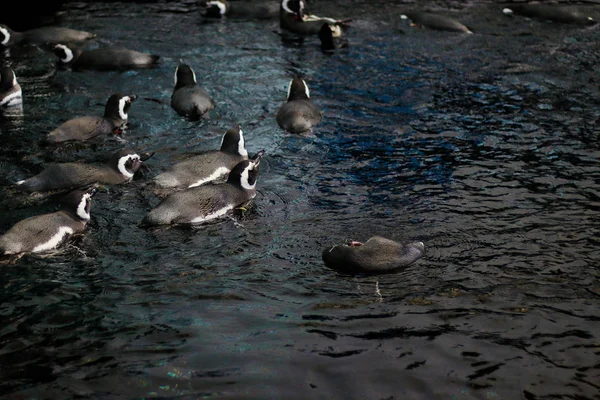 许多小漂浮企鹅家庭在黑暗的水中游泳 从上方看 葡萄牙里斯本水族馆 — 图库照片
