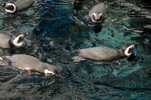 Pack Muchos Pequeños Pingüinos Flotantes Nadando Aguas Oscuras Vista Desde — Foto de Stock