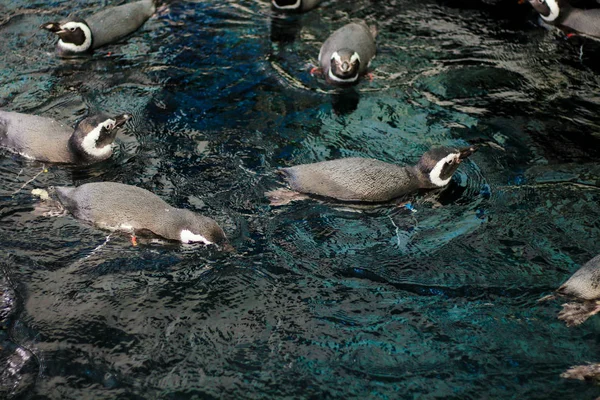 Множество Маленьких Плавающих Пингвинов Плавают Темной Воде Вид Сверху Лиссабонский Стоковое Фото