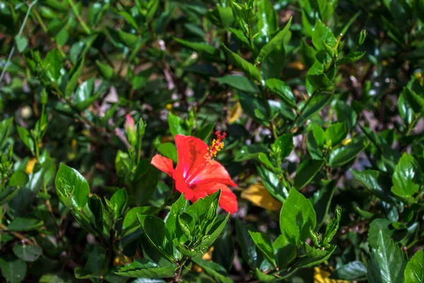 Green Vine Leaves Liana Red Rose Hibiscus Flower Brick Wall — Stock Photo, Image