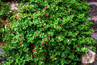 Liana yaprağı yeşil mavi desen