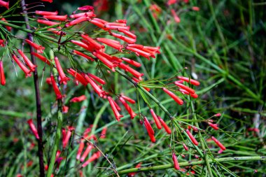 Kırmızı çanlar kapanıyor