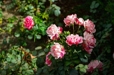 Göz kamaştırıcı güzel pembe çalı gülleri, bahçedeki küçük narin tomurcuklar, bir çiçek tarlası.
