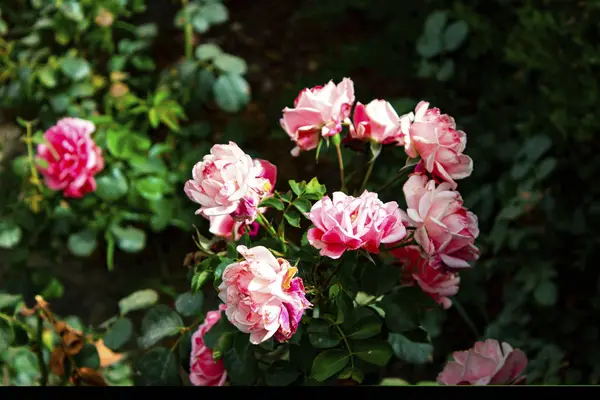 Великолепные Красивые Джентльменские Розовые Бутоны Множество Мелких Нежных Джентльменских Бутонов — стоковое фото