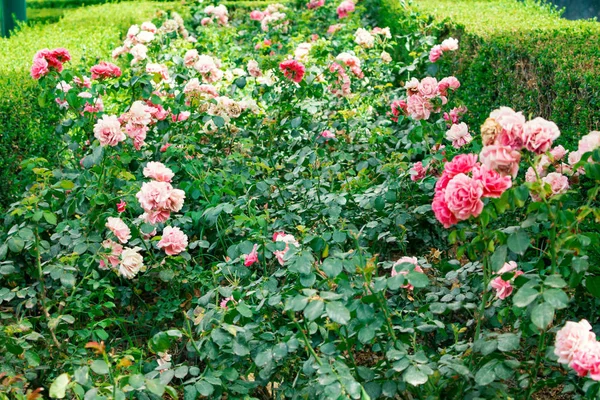 豪華な美しい優しいピンクの茂みのバラ 庭の多くの小さな繊細な穏やかな芽 花壇を閉じます — ストック写真