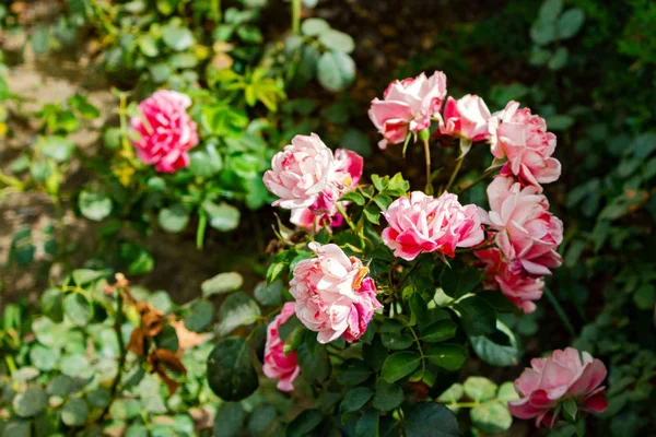 美丽美丽美丽柔嫩的粉色灌木玫瑰 花园里许多娇嫩柔嫩的小芽 花坛密闭 — 图库照片