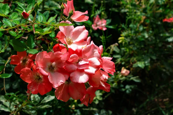 Великолепные Красивые Джентльменские Розовые Бутоны Множество Мелких Нежных Джентльменских Бутонов — стоковое фото