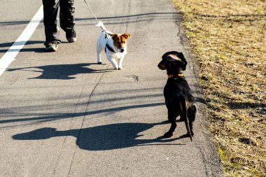 Sahipleriyle yürüyüşe çıkan iki küçük köpek, kahverengi benekli beyaz Jack Russell Terrier ve parkta kırmızı yakalı siyah dachshund, oyun, zıplama, koklama, birbirlerini şakayla ısırma, flört etme. Hareket halindeki köpekler