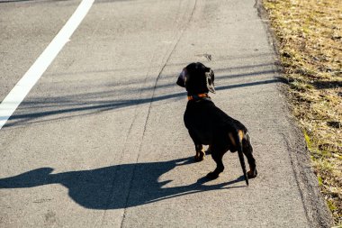 Sahipleriyle yürüyüşe çıkan iki küçük köpek, kahverengi benekli beyaz Jack Russell Terrier ve parkta kırmızı yakalı siyah dachshund, oyun, zıplama, koklama, birbirlerini şakayla ısırma, flört etme. Hareket halindeki köpekler