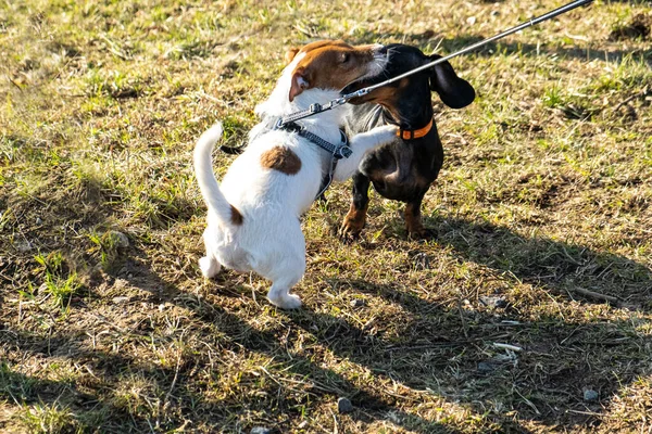 Dua Anjing Kecil Berjalan Dengan Pemiliknya Jack Russell Terrier Putih — Stok Foto