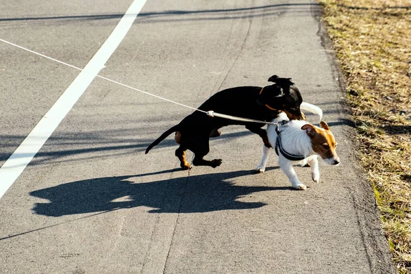 Dos Perritos Paseando Con Sus Dueños Gato Blanco Russell Terrier — Foto de Stock