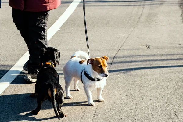 Dois Cães Pequenos Passeios Com Seus Proprietários Branco Jack Russell — Fotografia de Stock