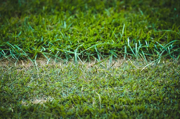 Césped Fútbol Cerca Con Césped Verde Corte Corto — Foto de Stock