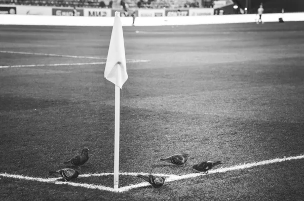 Saint Petersburg Rusia Noviembre 2019 Palomas Pájaro Sientan Cerca Una — Foto de Stock