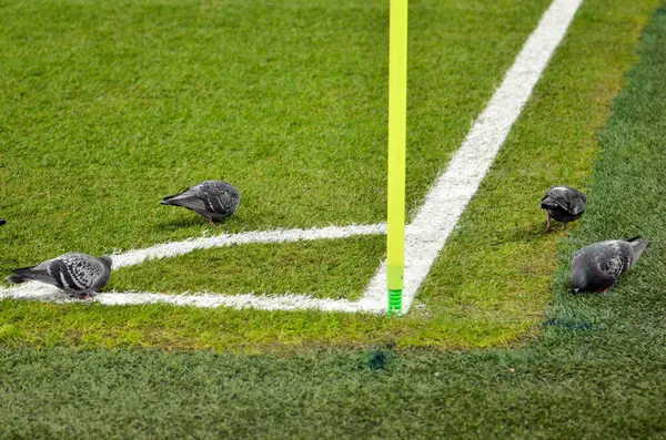 Saint Petersburg Russia November 2019 Birds Pigeons Sit Football Corner — Stockfoto