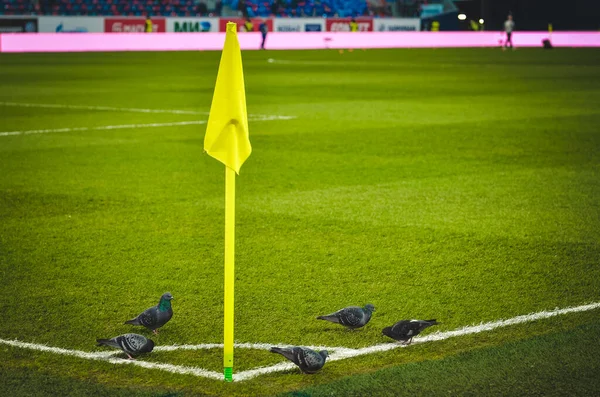 Saint Petersburg Russia November 2019 Birds Pigeons Sit Football Corner — Stock Photo, Image