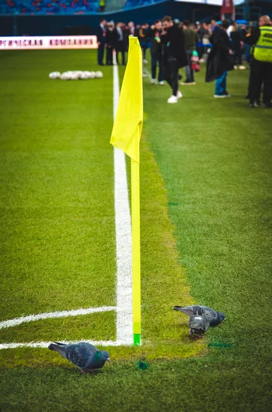 Saint Petersburg Rusia Noviembre 2019 Palomas Pájaro Sientan Cerca Una — Foto de Stock