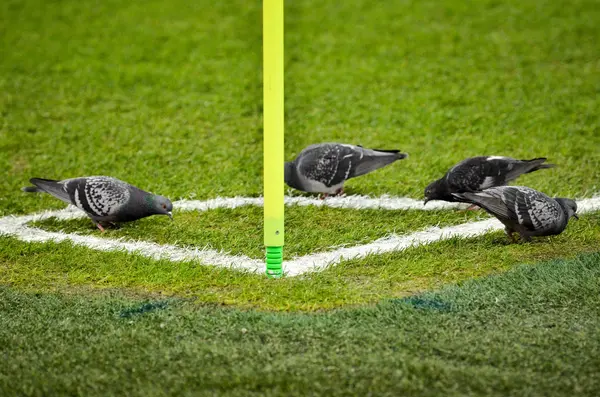 Saint Petersburg Russia November 2019 Birds Pigeons Sit Football Corner — 图库照片