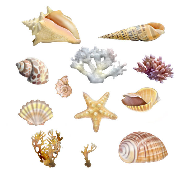 Shells and corals on white background