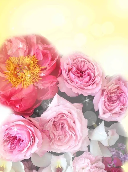 Leuchtend Rosa Festliche Englische Festrosen Auf Pastellfarbenem Hintergrund Für Postkarten — Stockfoto
