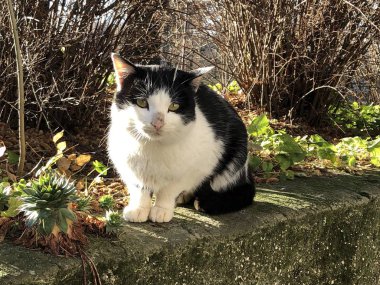 Siyah ve beyaz kediler güneşten yanarlar