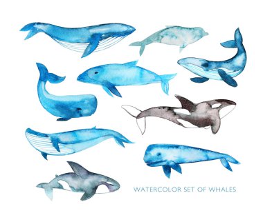 hand drawn watercolor whales clipart