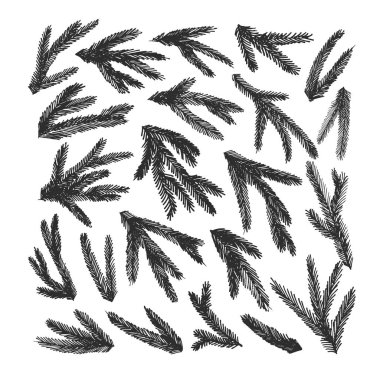 Çam ağacı dalları