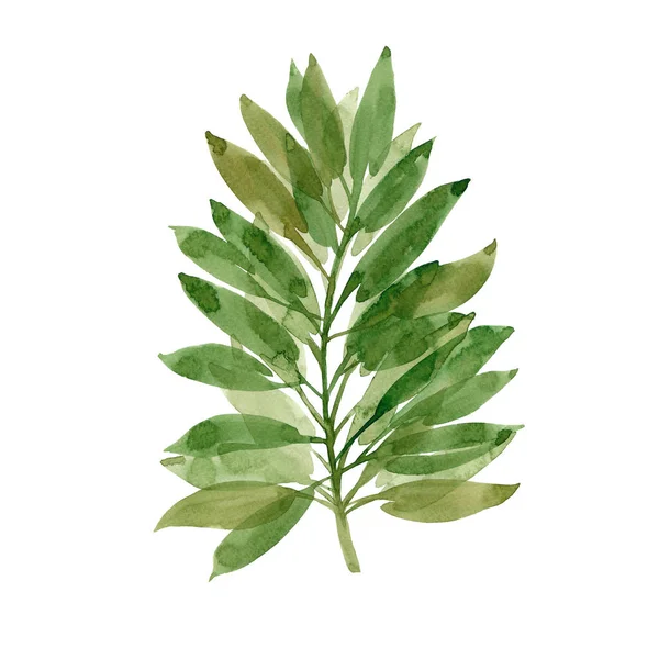 Green Watercolor Leaf Hand Drawn Watercolor Element Nature Art Watercolor — Stock Photo, Image