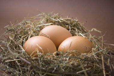 Bir yuvaya saman organik kahverengi yumurta