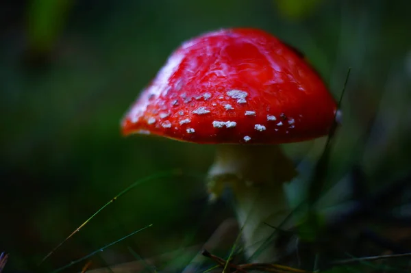 Poisonous Toadstool Poisonous Beautiful Mushrooming — Stock Photo, Image