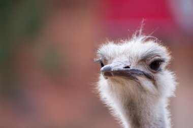 Close up of ostrich head clipart