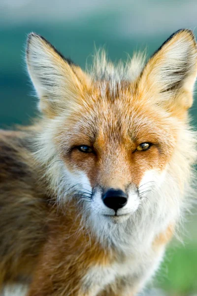 Red fox eyes — Stock Photo, Image