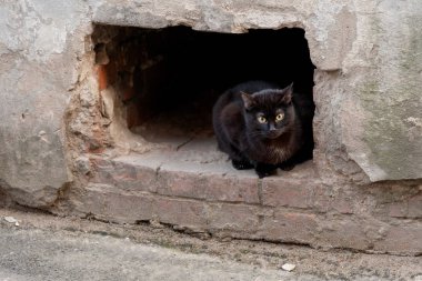 Ukrayna, Lviv 'in tarihi bölgesinde eski taş binanın bodrumunda sevimli siyah sokak kedisi.