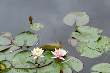 Giverny 'deki ünlü nilüferler, Claude Monet kırsal arazisi, Normandiya, Fransa