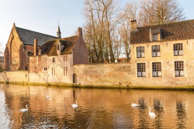 Belçika 'nın tarihi Bruges kentindeki Beguinage of Bruges (Benedectine manastırı) yakınlarında Aşk Gölü' nde yüzen kuğular