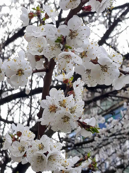 Весенние Абрикосовые Цветы Дереве — стоковое фото
