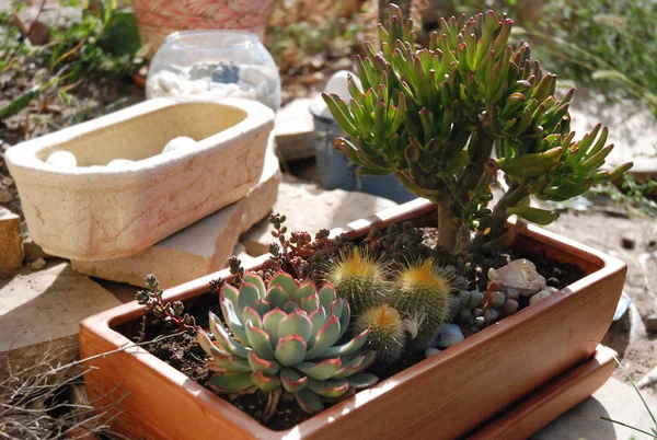 Haworthia Fasciata zit bij het raam — Stockfoto