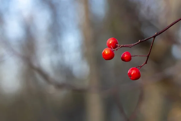 Sonbaharda Yapraksız Bir Ağaçta Kırmızı Kızılcık Üzümü Kavram Görünüm — Stok fotoğraf