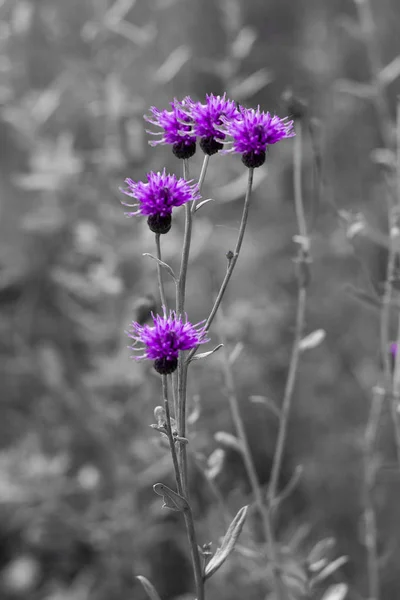 Flowers Plant Greater Burdock Arctium Lppa Black White Background Concept — Stock Photo, Image