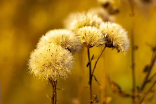 Kwiaty Uschły Rośliny Wielki Łopian Arctium Lppa Jesień Widok Przodu — Zdjęcie stockowe