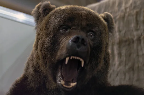 Cabeza Oso Pardo Con Dientes Sonrientes Taxidermia Disecada Vista Frontal — Foto de Stock