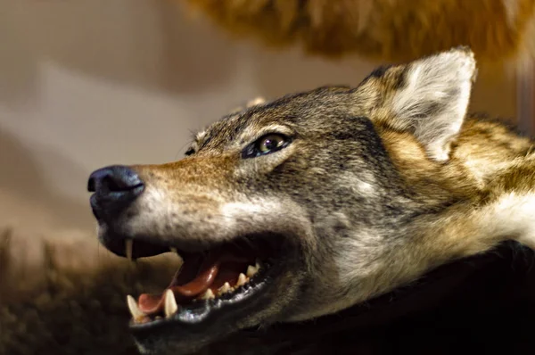 Head Gray Wolf Bared Teeth Taxidermy Stuffed Side View — Stock Photo, Image