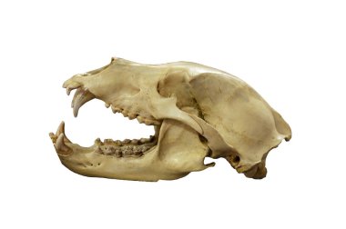 Sibirya kahverengi ayısının kafatası (Ursus arctos collaris). Beyaz arkaplanda izole et. Profil görünümü.