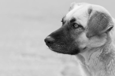 Dalgın, kahverengi bir çoban köpeğinin portresi. Siyah ve beyaz çekim.