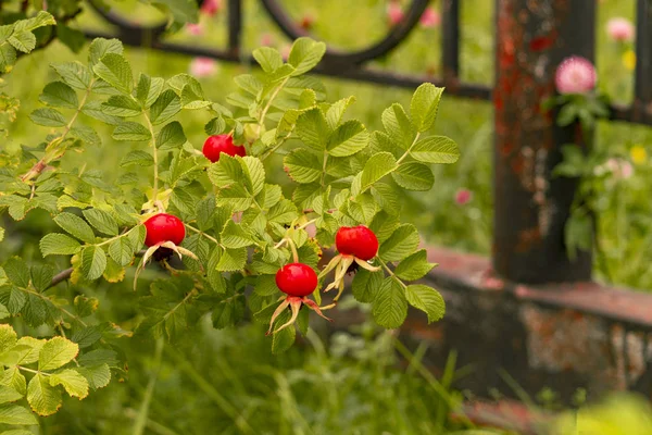 Red Rose Hips City Park Front View — Stock Photo, Image