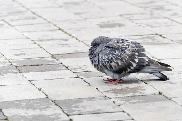Beautiful Dove Hid Its Head Feathers Frozen City Park Top — ストック写真
