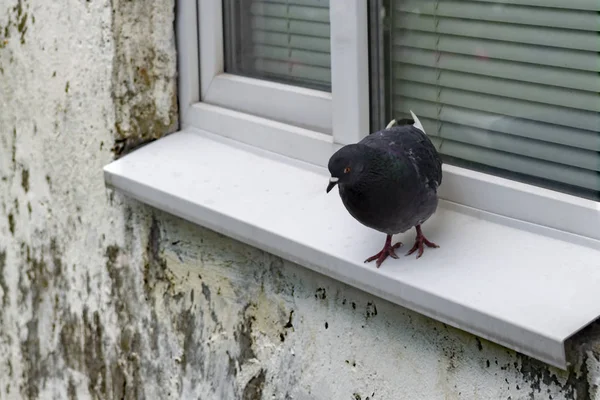 古いプレハブの家の窓の外の斜面に一羽の鳩が座っています コンセプト サイドビュー — ストック写真
